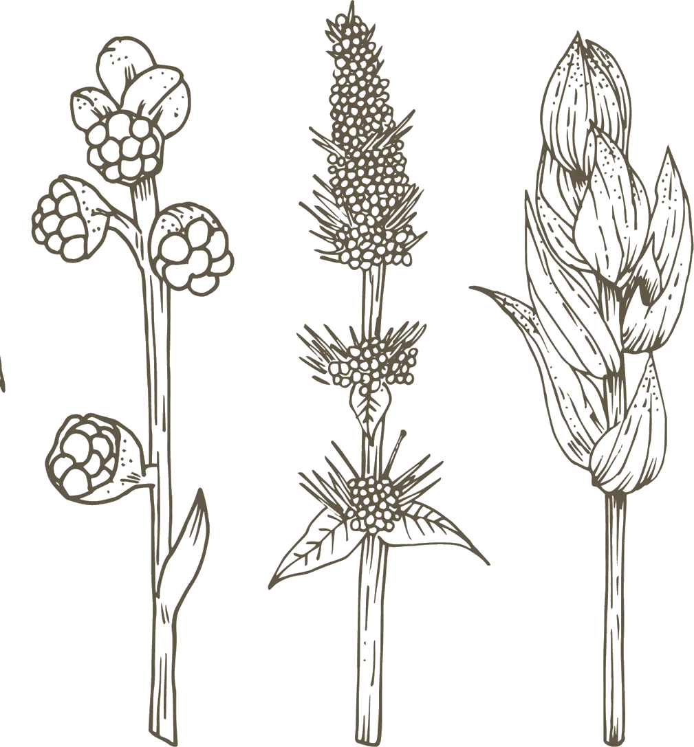 Hand-drawn field herbs — the apothecary of the venture